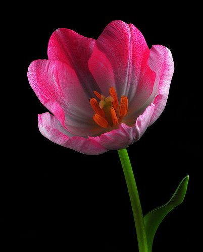 Interesting Plants, Beautiful Tulips, Tulips Art, Tulips Flowers, Exotic Flowers, Flower Beauty, Types Of Flowers, Flowers Nature, Beautiful Blooms