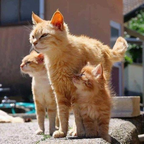 Discovered by Pearl Aranda. Find images and videos about cute, cat and animal on We Heart It - the app to get lost in what you love. Orange Kittens, Orange Tabby Cats, Orange Cats, Mama Cat, Cat Family, Cute Cats And Kittens, Cute Kittens, Pretty Cats, Beautiful Cats