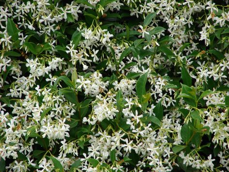 Italian Jasmine, great for zone 7 Star Jasmine Vine, Jasmine Bush, Carolina Jasmine, Clematis Paniculata, Deer Proof Plants, Trachelospermum Jasminoides, Mailbox Landscaping, Jasmine Vine, Jasmine Star