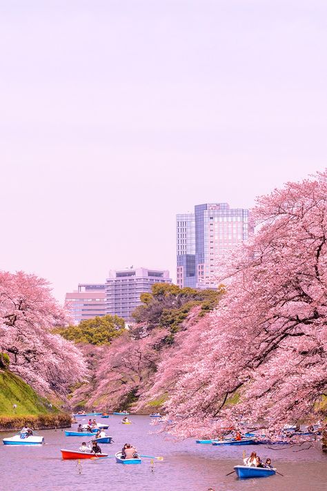 The Chidorigafuchi moat of the Imperial Palace in Tokyo during the cherry blossom Japan Beach, Japan Tourist, Things To Do In Tokyo, Japan Country, Visit Tokyo, Tokyo Skytree, Japan Vacation, Tokyo Tower, Japan Culture