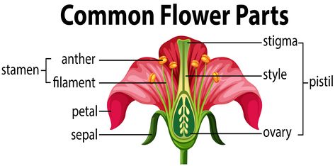 Diagram of the Parts of a Flower Flower Reproductive System, Reproductive Parts Of A Flower, Structure Of Flower, Diagram Of A Flower, Nature Structure, Flower Diagram, Science Diagram, Flower Science, Flower Reproduction