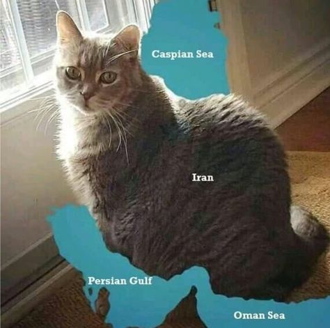 Terrible Maps Between the Catspian sea and Pursian Gulf is a Cat - Does that mean, it's a Persian cat, but that's not a persian cat...~.~ Kylie Jenner Outfits Casual, Iran Culture, Cute Text Symbols, Iran Pictures, Graphic Novel Art, Persian Culture, Bullet Journal Lettering Ideas, Funny Posters, Cute Disney Wallpaper