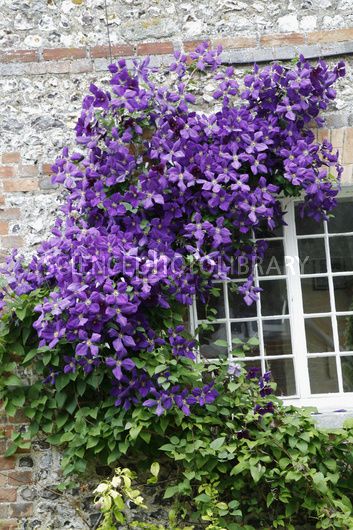 Evergreen Clematis, Clematis Trellis, Clematis Armandii, Climbing Clematis, Autumn Clematis, Purple Clematis, Clematis Plants, Clematis Flower, Flowers Growing