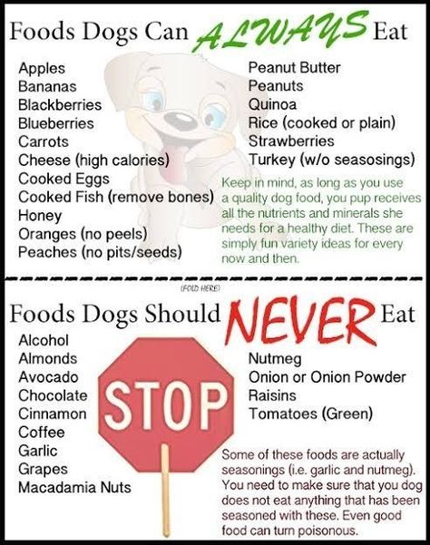 Dog Knowledge, Kitty Tips, Allergies Remedies, Foods Dogs Can Eat, Dog Human, Health Herbs, Meds For Dogs, American Bullies, Easy Dog Treat Recipes