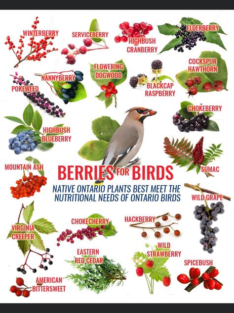 Ontario Birds, Highbush Cranberry, Highbush Blueberry, Bird Identification, Virginia Creeper, Berry Plants, Native Plant Gardening, Mountain Ash, Dogwood Trees