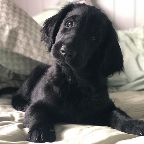 14 Charming Facts About Flat-Coated Retrievers Black Retriever Puppy, Flat Coated Retriever Black, Flat Coated Retriever Puppy, Black Retriever, Black Golden Retriever, Black Dogs Breeds, Golden Retriever Mix, Flat Coated Retriever