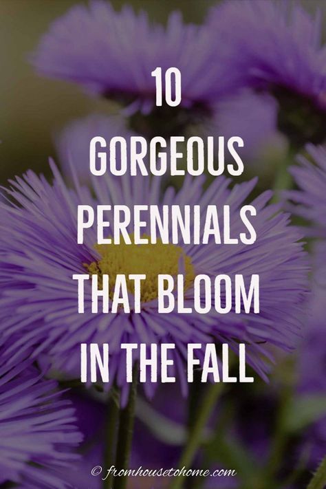 Perennials and shrubs that bloom in the fall are a great way to add color your garden after summer is over. Find out which plants will grow in shade or full sun to fit the needs of your yard. #fromhousetohome #fall #gardening #gardenideas #garde  #fallflowers Plants For Fall, Blooming Perennials, Fall Flowers Garden, Fall Perennials, Fall Gardening, Full Sun Plants, Best Perennials, Perennial Shrubs, Best Plants