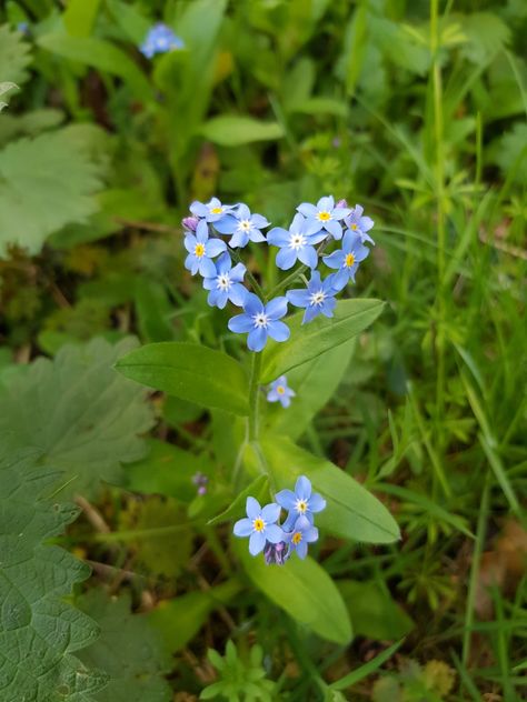 #forget-me-not #heart #flower #blueflower Flower Heart Aesthetic, Do Not Forget Me Flower, Forget Me Not Plant, Forget Me Not And Sunflower, Forget Me Not Aesthetic, Love Me Not Flower, Forget Me Not Flowers Wallpaper, Forget Me Not Flowers Aesthetic, Forget Me Not Wallpaper