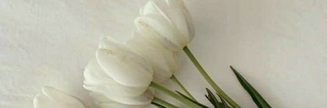 Tulips Twitter Header, Notion Background, White Header, Twitter Cover Photo, Notion Inspo, Facebook Header, Aesthetic Header, Template Notion, Twt Header