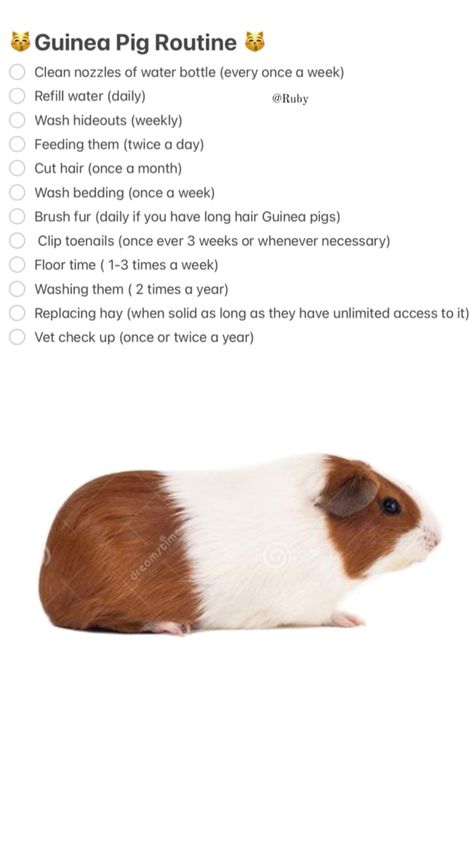 For my guinea pig lovers Guinea Pig Names, Pig Names, Guinea Pig Breeds, Guinea Pig Information, Guinea Pig Breeding, Pig Care, Guinea Pig Care, Guinea Pig Cage, Art Resources