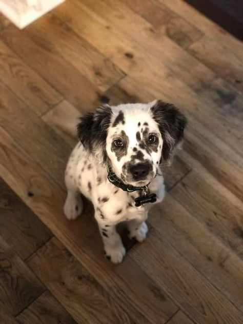 Long Haired Dalmatian, Behavior Tips, Tail Wagging, Dalmatian Puppy, Funny Animal Quotes, Pretty Dogs, Blue Merle, Pretty Animals, Good Dog