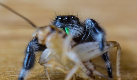 What to feed Jumping Spiders|Tips and Advise | Spooder Nest Spider Food, Spider Eating, Fly Infestation, Types Of Spiders, Jumping Spiders, Meal Worms, Pet Spider, Types Of Insects, Jumping Spider