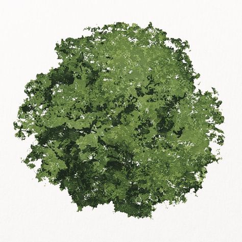 Green tree top view, watercolor illustration isolated on white background, nature design psd | premium image by rawpixel.com / bass Trees Top View Architecture, Tree Illustration Watercolor, Plan Tree Architecture, Trees Plan Architecture, Tree Top View Png Photoshop, Tree Plan Drawing, Tree Top View Watercolor, Tree Top View Drawing, Tree Photoshop Architecture