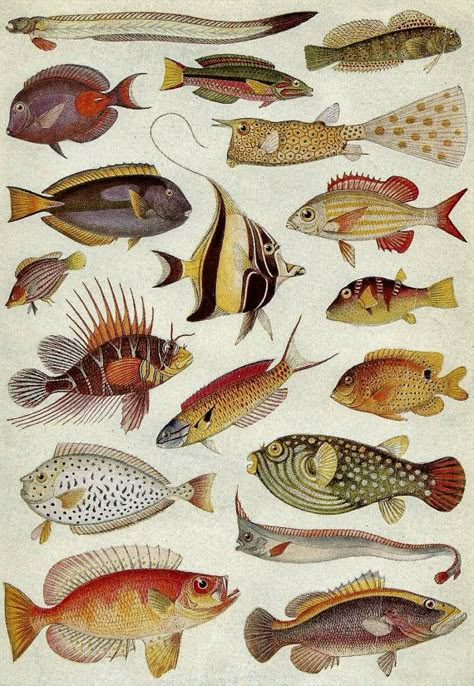 Fish Poster, Creature Marine, Ocean Fish, Vintage Tropical, Fish Illustration, Fish Drawings, Types Of Fish, Desenho Tattoo, Scientific Illustration