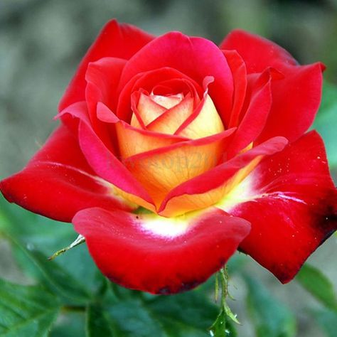 Ketchup And Mustard rose Ice Rose, Pink Blossom Tree, Beautiful Home Gardens, Bonsai Flower, Rose Seeds, Red Rose Flower, Blooming Plants, Beautiful Rose Flowers, Flower Plant