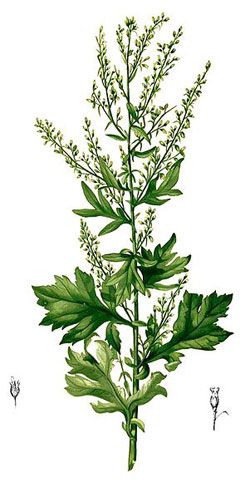 Mugwort Botanical Illustration, Mugwort Benefits, Mugwort Herb, Herb Uses, Artemisia Vulgaris, Goddess Diana, Herbs And Plants, Plant Medicine, Healing Plants