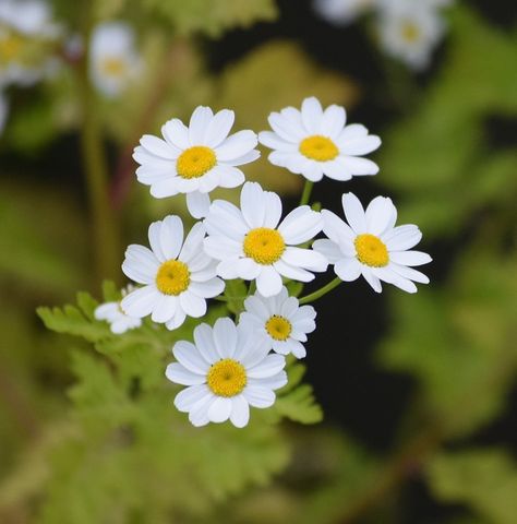 Free photo: Daisies, Flower, White, Daisy - Free Image on Pixabay ... September Tattoo, Tiny Daisies, Garden Markers Diy, Daisy Leaf, Mini Daisies, Daisy Photo, Daisy Image, Chamomile Plant, White Chrysanthemum