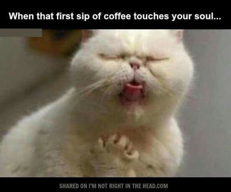 When that first sip of coffee touches your soul. Reaction Photo, Gym Humour, Reaction Photos, Reaction Memes, Cat Holidays, Workout Memes, Gym Memes, Memes Humor, Funny Cat Memes