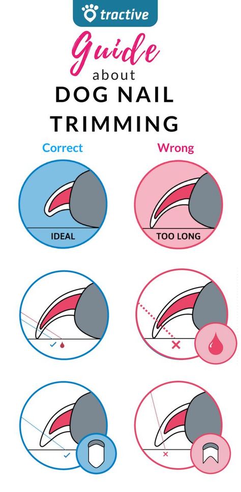 Dog Nail Trimming Tips, Nail Length Chart, Cut Dog Nails, Trimming Dog Nails, Nail Trimming, Dog Grooming Tips, Easiest Dogs To Train, Dog Training Techniques, Grooming Tips