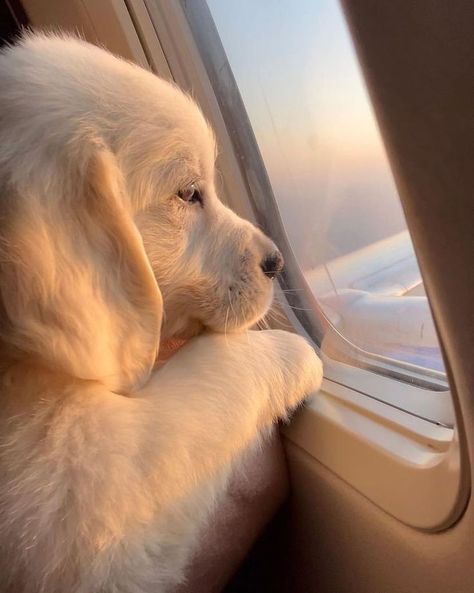 Catch Flights Not Feelings, Cute Dog Wallpaper, Cute Dogs Images, Catch Flights, Very Cute Puppies, Super Cute Puppies, Cute Small Animals, Cute Dog Photos, Cute Animals Puppies