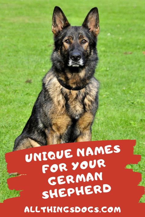 German Shepherd Names Male, Baby German Shepherds, Names Dog, Dog Names Unique, German Shepherd Names, Female German Shepherd, Shepherd Dog Breeds, White German Shepherd, German Shepherd Mix