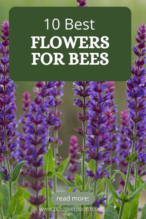 Here are the 10 best flowers for bees. Learn more about each flower, its blooming season, best varieties, and why they attract bees in the first place Bees Favorite Flowers, Best Flowers For Honey Bees, Honey Bees And Flowers Please, Flowers For Bees And Butterflies, Bee Attracting Plants, Honey Bee On Flower, Honeybee Flowers, Bees On Flowers, Best Flowers For Bees