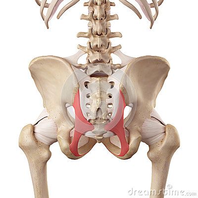 sacrotuberous ligament Psoas Iliaque, Aquatic Therapy, Pelvic Pain, Bible Teachings, Workout Regimen, Daily Bible, Physical Therapy, Pilates, Stock Illustration