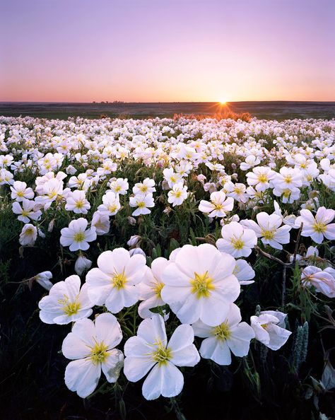 Spring Blooms, Elegant Flowers, Flowers Nature, Flower Field, Flower Pictures, Amazing Flowers, Flowers Photography, Nature Pictures, Pretty Flowers