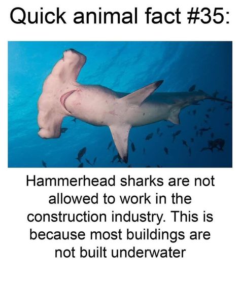 Shark Fun Facts, Fun Facts About Sharks, Facts About Sharks, Ikea Shark, Shark Board, Silly Sharks, Hammerhead Sharks, Save The Sharks, Shark Stuff