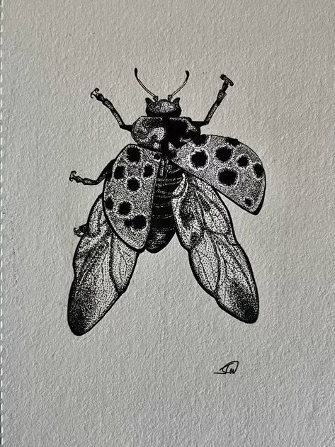 Ladybug Art Drawing, Bugs Drawing Sketches, Insect Sketches, Ladybug Sketch, Ladybird Drawing, Insect Sketch, Bug Drawing, Ladybug Drawing, Gcse Sketchbook