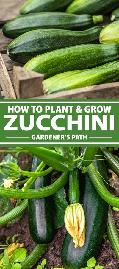 Zucchini Growing, Grow Zucchini, Backyard Hacks, Growing Squash, Growing Zucchini, Zucchini Plants, Garden Statuary, Squash Plant, Vegetable Garden Planner