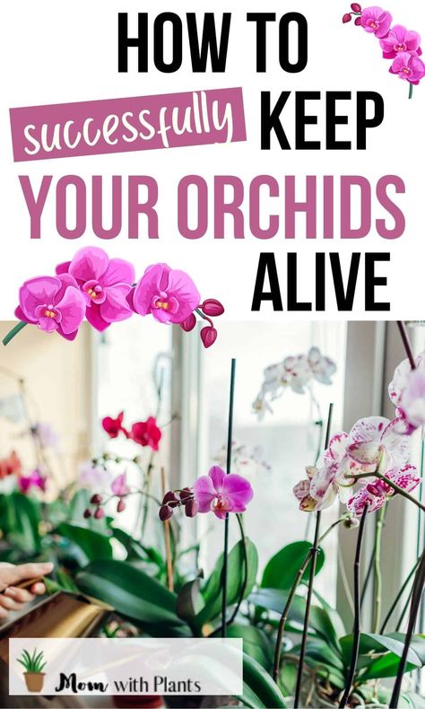 Phaelonopsis Orchid, Orchid Propagation, Orchid Food, Grow Orchids, Orchids In Water, Indoor Orchids, Orchid Fertilizer, Orchid Plant Care, Orchid Roots