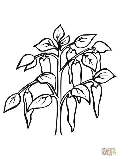 Bamboo Plant Indoor, Chili Pepper Plant, Bamboo Drawing, Bamboo Landscape, Chilli Plant, Pepper Plant, Plant Doodle, Bamboo In Pots, Bamboo Care