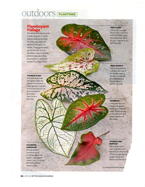 EE - Caladium Roselis. Coração de jesus.   Caladiums Caladium Garden, Shady Gardens, Full Sun Perennials, Sun Perennials, Container Gardening Flowers, Garden Types, House Plants Indoor, Shade Plants, Foliage Plants