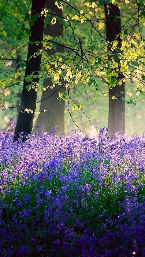 Bluebell Woods, In The Woods, The Soul, Trees, Forest, Purple, Flowers, Green, Photography