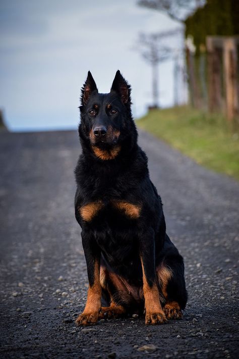 Beauceron Females | Svajone Kennels Beauceron Dog Aesthetic, Beauceron Aesthetic, Cool Dog Breeds, Beauceron Puppy, Working Dog Breeds, Beauceron Dog, Protective Dog Breeds, Protection Dogs, Working Dogs Breeds