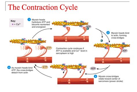 Muscle Contraction Cycle Muscle Contraction Steps, Muscular System Anatomy, Muscle Diagram, Basic Anatomy And Physiology, Nurse Study Notes, Exercise Physiology, Human Body Anatomy, Biology Lessons, Muscular System