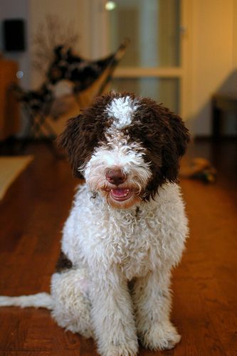 Puppy Essentials, D Is For Dog, Maremma Sheepdog, Hypoallergenic Dog Breed, Doodle Dogs, Lagotto Romagnolo, Hypoallergenic Dogs, Dog Water Bottle, Mini Goldendoodle