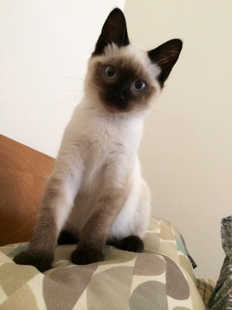 #Theo #Siamese Simease Cats, Cat Breeds Siamese, Seal Point Siamese, Clever Animals, Pro Plan, Cat Profile, Dream's Cat, Purina Pro Plan, Siamese Kittens