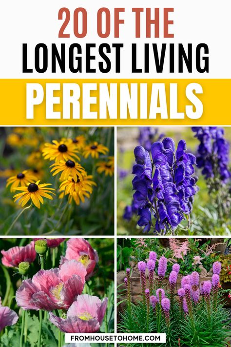 Plants For Full Sun, Perennial Garden Plans, Kinds Of Flowers, Long Blooming Perennials, Diy Garden Fountains, Shade Gardens, Full Sun Perennials, Full Sun Plants, Perennial Flowers