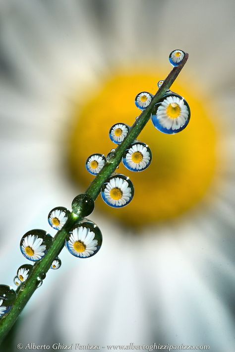 Macro Photography Water, Water Droplets Photography, Macro Fotografia, Macro Photography Tips, Water Drop Photography, Foto Macro, Macro Photography Nature, Micro Photography, Image Nature