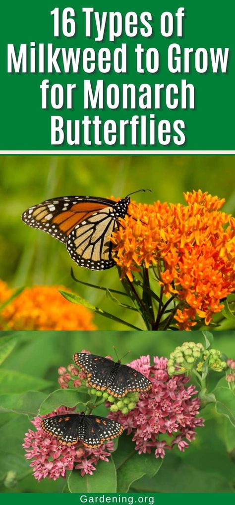 16 Types of Milkweed to Grow for Monarch Butterflies Milkweed Garden Design, Milkweed Garden, Tropical Milkweed, Butterfly Milkweed Plant, Milkweed Flower, Monarch Butterfly Garden, Pool Plants, Butterfly Garden Design, Backyard Birds Sanctuary