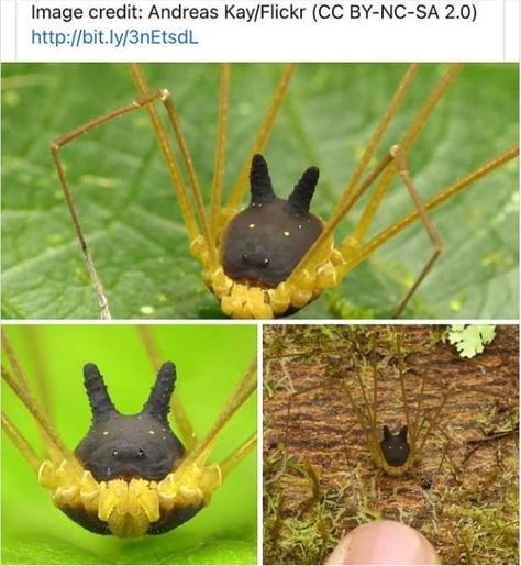 Bunny Harvestman Spider. Ecuador Bunny Harvestman Spider, Harvestman Spider, Huntsman Spider, Pokemon In Real Life, Ecuador, Nature Lover, Funny Stuff, Bugs, Real Life