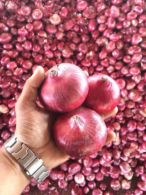 Nashik Red and Pink Big Size Oval Fresh Onion Onion Pictures, Rose Outline Drawing, Onion Pink, Rose Outline, Collateral Beauty, Onion Bulbs, Onion Vegetable, The Onion, Tree Photography