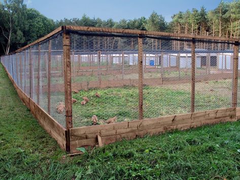 Chicken Aviary, Pheasant Pen, Turkey Pen, Poultry Farm Buildings, Pheasant Farm, Livestock Shelter, Walk In Chicken Coop, Easy Chicken Coop, Chicken Coop Garden