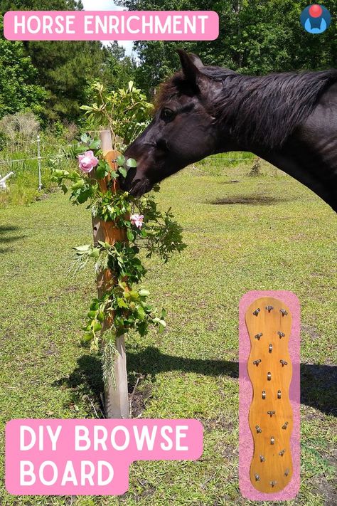 Against a grassy background a black gelding reaches nose from right toward a DIY browse board horse enrichment item on left. The wooden browse board is loaded with herbs, leaves, and edible flowers. Overlaid text, white on pink, reads: Horse enrichment. DIY browse board. Inset image of empty wood horse browse board in lower left. In upper right corner, Enriching Equines horse ears and red ball logo. Horse Enrichment, Grassy Background, Diy Horse Toys, Toys For Horses, Homemade Horse Treats, Edible Leaves, Enrichment Projects, Horse Paddock, Paddock Paradise