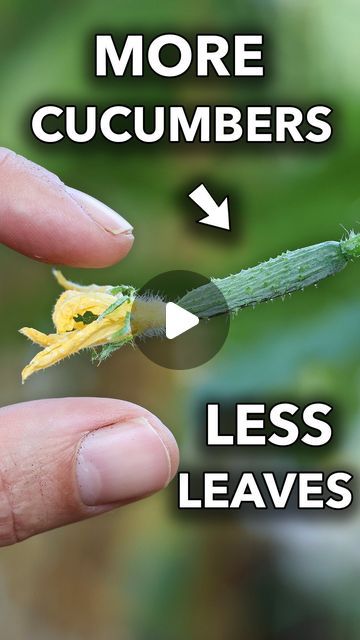 James Prigioni on Instagram: "TRICK Cucumbers to Produce NONSTOP!🥒👇  NEW UNSEEN METHODS THAT WILL GUARANTEE HIGHER PRODUCTION!  #gardening #cucumbers #food" Cucumbers Growing, Cucumbers Garden, James Prigioni, How To Plant Cucumbers, Planting Cucumbers Raised Beds, How To Grow Cucumbers, Best Way To Grow Cucumbers, Cucumber Seeds Starting, Garden Insect Repellent