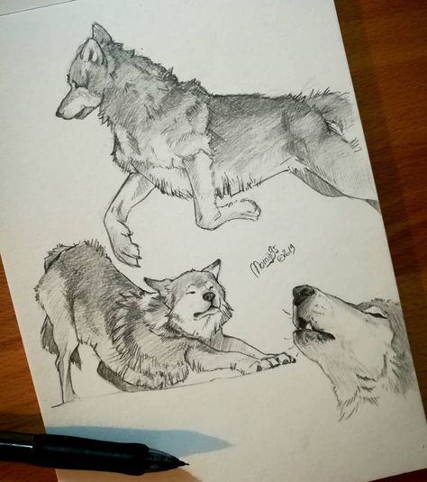 Wolf Art Drawing, Wolf Sketches, Wolf Sketch, Canine Drawing, Sketches Sketchbook, Wolf Drawing, Canine Art, Figure Sketching, Animal Sketches