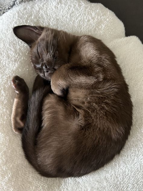 Burmese Cats, Burmese Cat, Cat Essentials, Dream's Cat, Brown Cat, Puppies And Kitties, Cat Aesthetic, Cute Cats And Dogs, Cute Little Animals