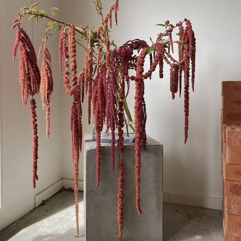 undisclosed ® on Instagram: “Giant amaranth tassels making a [🐙] statement.” Amaranth Flower, Fall Dinner Party, Fall Dinner, Floral Studio, Floral Shop, Amaranth, Retro Floral, Aesthetic Room Decor, Aesthetic Room